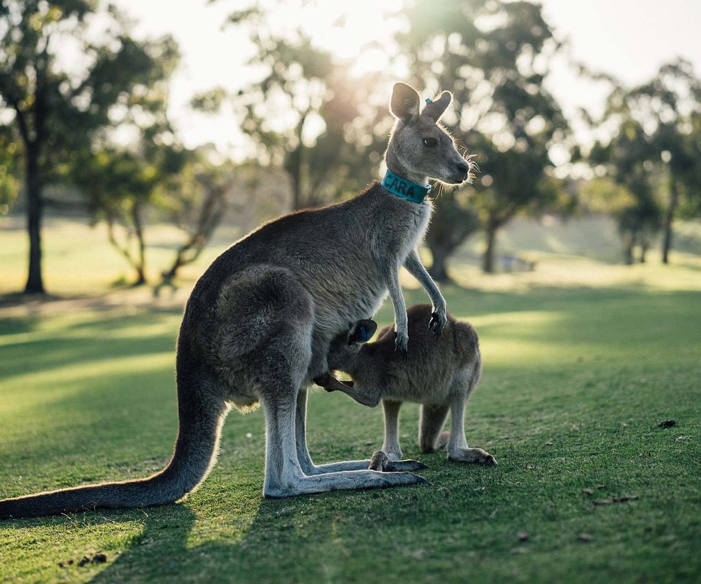 australia, kangaroo, outback-1180394.jpg