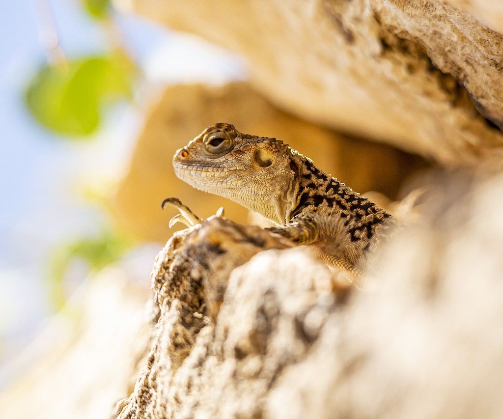 rock, lizard, reptiles-4902937.jpg